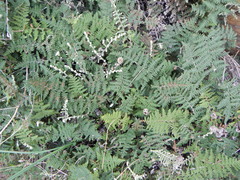 Myriopteris covillei