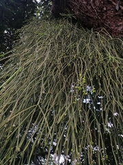 Rhipsalis baccifera