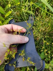 Juncus diffusissimus