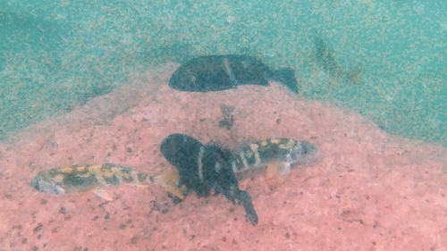 Banded croaker (Cheilotrema fasciatum) — Sciaenidae — 3