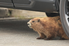 Olympic Marmot photo 2