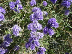 Phacelia tanacetifolia
