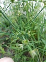 Juncus nodosus