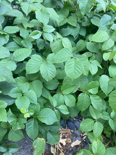 western poison ivy