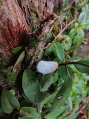Poekilloptera phalaenoides