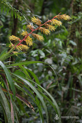 Guzmania xanthobractea