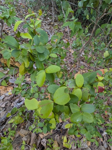 Cedar Bay cherry (Eugenia reinwardtiana)
