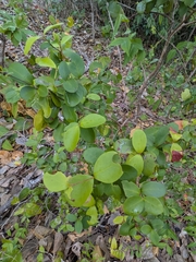 Eugenia reinwardtiana