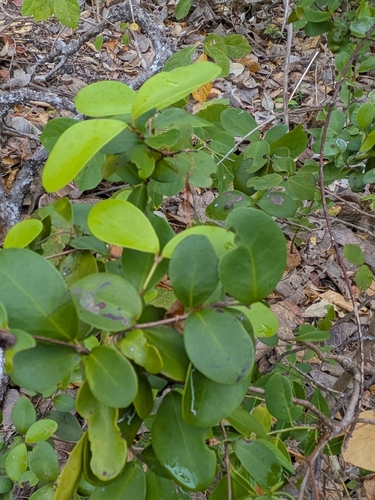 Eugenia reinwardtiana, photograph 2