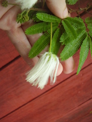 Zapoteca portoricensis