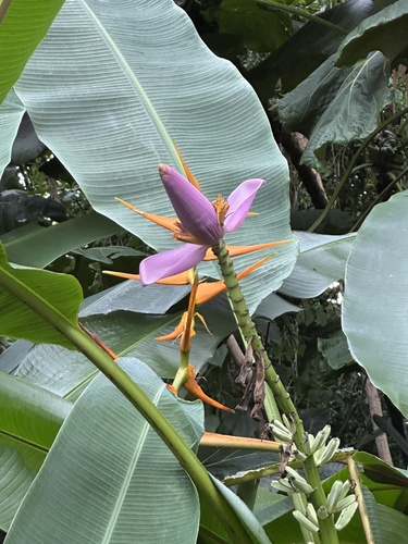 Musa ornata observed 2026-06-28
