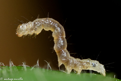 Lepidoptera