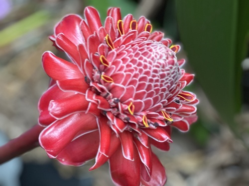 Etlingera elatior observed 2026-06-28