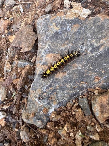 Guatemalan Cracker (Hamadryas guatemalena)