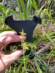 Cyperus thyrsiflorus