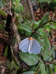 Poekilloptera phalaenoides