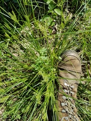 Cyperus thyrsiflorus