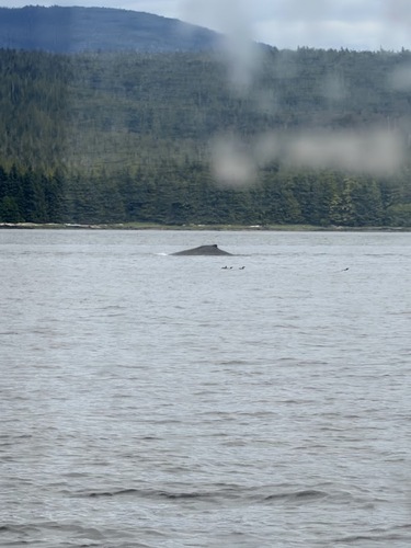 North Pacific Humpback Whale