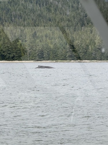 Humpback Whale