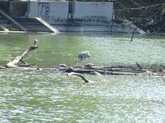Ardea cinerea