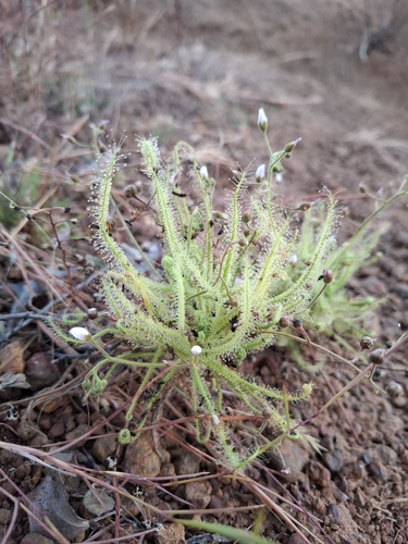 Drosera finlaysonii
