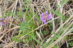 Astragalus distortus