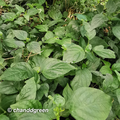 Dicliptera chinensis
