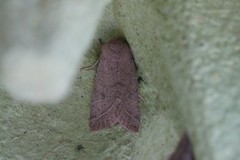 Orthosia gracilis