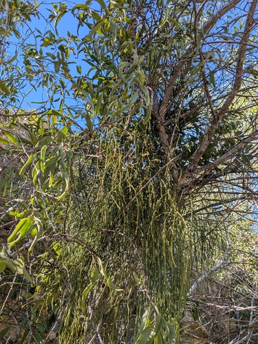 Viscum articulatum, photograph 2