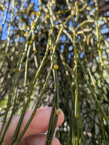 Viscum articulatum, photograph 3