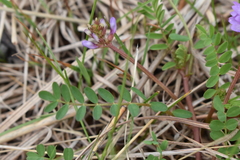 Astragalus distortus