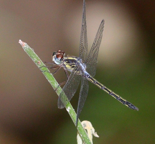 Emerald-banded Skimmer