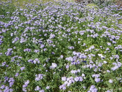 Phacelia tanacetifolia