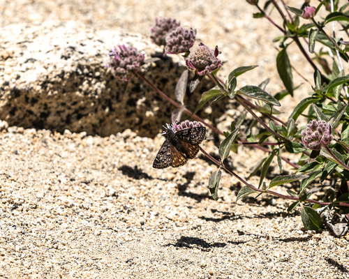 iNaturalist observation photo of Propertius Duskywing