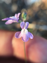 Nuttallanthus canadensis