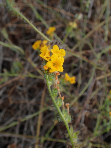 Amsinckia spectabilis