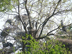 Ardea cinerea