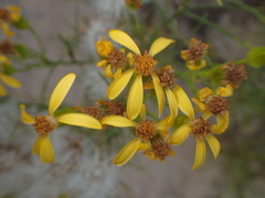 Senecio blochmaniae