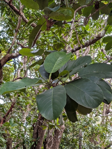 Dillenia alata, photograph 3