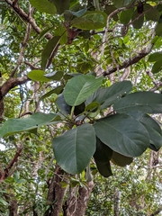 Dillenia alata, photograph (c) Matt B, some rights reserved (CC BY)