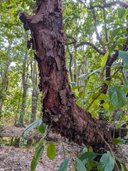 Dillenia alata, photograph (c) Matt B, some rights reserved (CC BY)