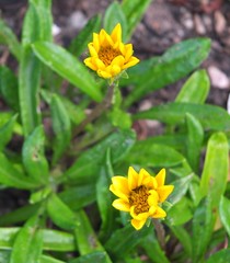 Gazania × splendens