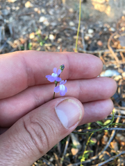 Nuttallanthus canadensis