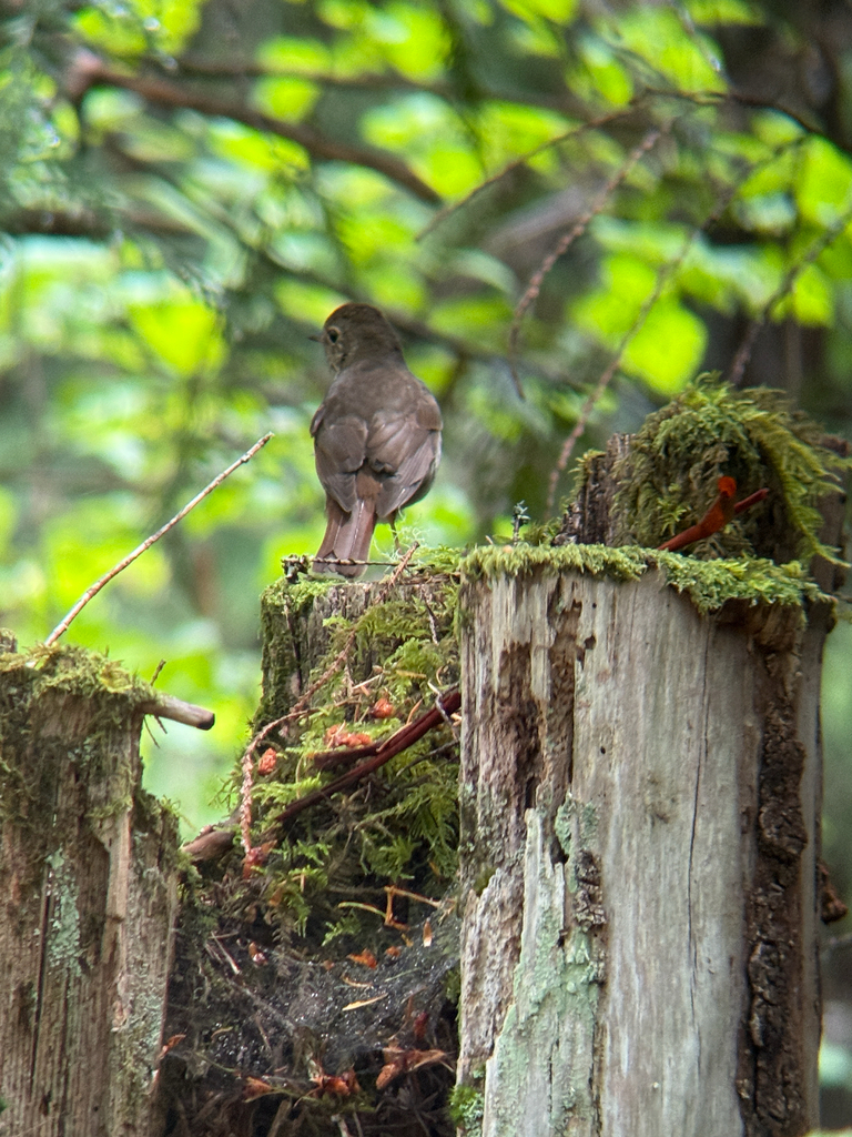 Dwarf Hermit Thrush