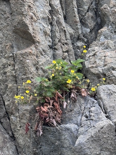 Potentilla ancistrifolia iNat (2)