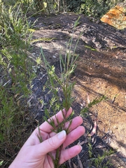 Baeckea linifolia, photograph (c) Shelomi Doyle, some rights reserved (CC BY)