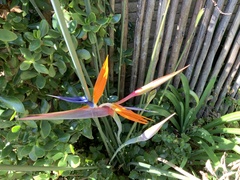 Strelitzia juncea
