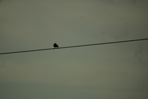 Red-winged Blackbird