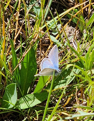 iNaturalist observation photo of Icaricia