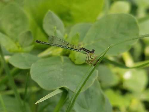 marsh wisp